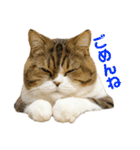 猫の『まめすけ』 和み編（個別スタンプ：6）