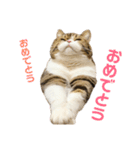 猫の『まめすけ』 和み編（個別スタンプ：7）