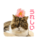 猫の『まめすけ』 和み編（個別スタンプ：8）