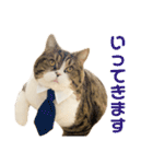 猫の『まめすけ』 和み編（個別スタンプ：9）