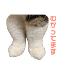 猫の『まめすけ』 和み編（個別スタンプ：11）