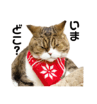 猫の『まめすけ』 和み編（個別スタンプ：13）