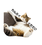猫の『まめすけ』 和み編（個別スタンプ：14）