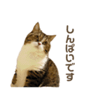 猫の『まめすけ』 和み編（個別スタンプ：15）