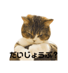猫の『まめすけ』 和み編（個別スタンプ：16）