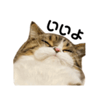 猫の『まめすけ』 和み編（個別スタンプ：17）