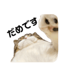 猫の『まめすけ』 和み編（個別スタンプ：18）
