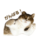 猫の『まめすけ』 和み編（個別スタンプ：19）