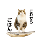 猫の『まめすけ』 和み編（個別スタンプ：21）