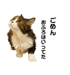 猫の『まめすけ』 和み編（個別スタンプ：22）