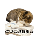 猫の『まめすけ』 和み編（個別スタンプ：23）