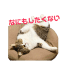 猫の『まめすけ』 和み編（個別スタンプ：24）