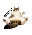 猫の『まめすけ』 和み編（個別スタンプ：25）