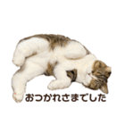 猫の『まめすけ』 和み編（個別スタンプ：26）