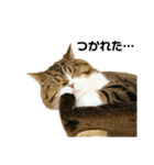 猫の『まめすけ』 和み編（個別スタンプ：27）