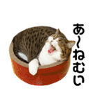 猫の『まめすけ』 和み編（個別スタンプ：28）
