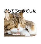 猫の『まめすけ』 和み編（個別スタンプ：29）
