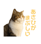 猫の『まめすけ』 和み編（個別スタンプ：30）