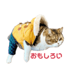 猫の『まめすけ』 和み編（個別スタンプ：31）