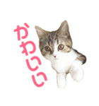 猫の『まめすけ』 和み編（個別スタンプ：32）