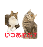 猫の『まめすけ』 和み編（個別スタンプ：33）