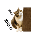 猫の『まめすけ』 和み編（個別スタンプ：34）