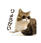 猫の『まめすけ』 和み編（個別スタンプ：35）