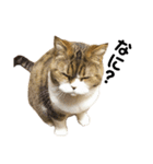 猫の『まめすけ』 和み編（個別スタンプ：36）