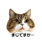 猫の『まめすけ』 和み編（個別スタンプ：37）