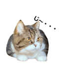 猫の『まめすけ』 和み編（個別スタンプ：39）