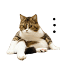 猫の『まめすけ』 和み編（個別スタンプ：40）