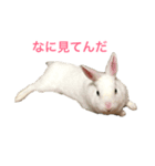 うさぎのみぃちゃん（個別スタンプ：2）