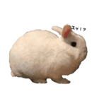 うさぎのみぃちゃん（個別スタンプ：4）