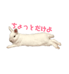 うさぎのみぃちゃん（個別スタンプ：6）