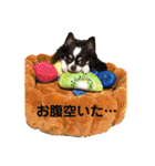 チョコたんのスタンプ パート2（個別スタンプ：39）