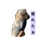 we are わんこ！（個別スタンプ：11）