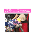 we are わんこ！（個別スタンプ：20）
