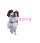 casval＆luire（個別スタンプ：2）