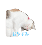 ミケ猫の日常スタンプ（個別スタンプ：1）