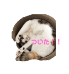 ミケ猫の日常スタンプ（個別スタンプ：2）