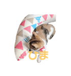 ミケ猫の日常スタンプ（個別スタンプ：3）