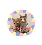 ミケ猫の日常スタンプ（個別スタンプ：4）