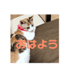 ミケ猫の日常スタンプ（個別スタンプ：5）