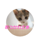 ミケ猫の日常スタンプ（個別スタンプ：6）