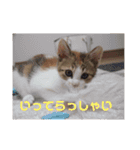 ミケ猫の日常スタンプ（個別スタンプ：7）