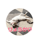 ミケ猫の日常スタンプ（個別スタンプ：8）