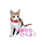 ミケ猫の日常スタンプ（個別スタンプ：9）