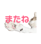 ミケ猫の日常スタンプ（個別スタンプ：10）