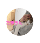 ミケ猫の日常スタンプ（個別スタンプ：11）