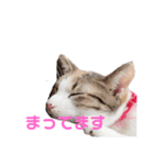 ミケ猫の日常スタンプ（個別スタンプ：12）